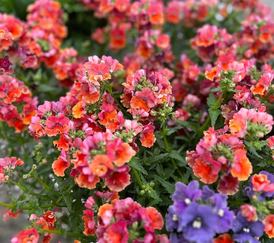 Mason City's Garden Center