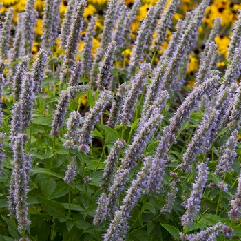 Agastache ''Blue Fortune'' (Hummingbird Mint) - Blue Fortune Hummingbird Mint