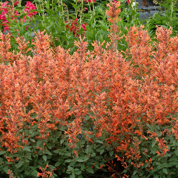 Agastache PP25381 (Hummingbird mint) - Kudos™ Mandarin