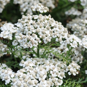 Achillea millefolium ''White'' Balvinwit PP25711 (Yarrow) - New Vintage™ White