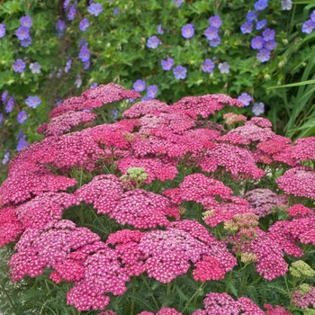 Achillea millefolium ''Seduction Saucy'' (Yarrow) - Seduction Saucy Yarrow