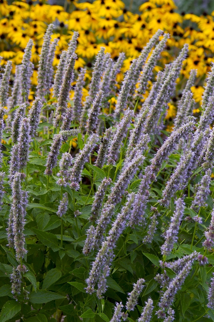 Blue Fortune Hummingbird Mint - Agastache ''Blue Fortune'' (Hummingbird Mint) from Blanchard Blossoms