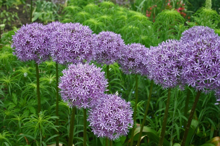 Globemaster Ornamental Onion - Allium ''Globemaster'' (Ornamental Onion) from Blanchard Blossoms