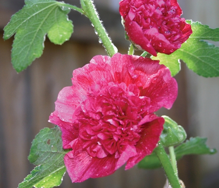 Chater''s Multiple Varieties - Alcea rosea ''Multiple Varieties'' (Hollyhock) from Blanchard Blossoms