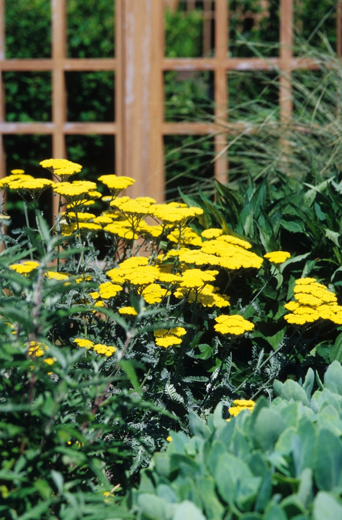 Moonshine Yarrow - Achillea millefolium ''Moonshine'' (Yarrow) from Blanchard Blossoms