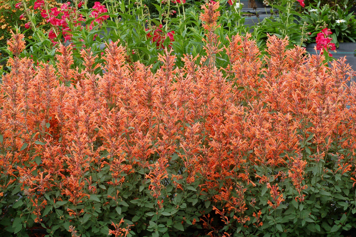 Kudos™ Mandarin - Agastache PP25381 (Hummingbird mint) from Blanchard Blossoms