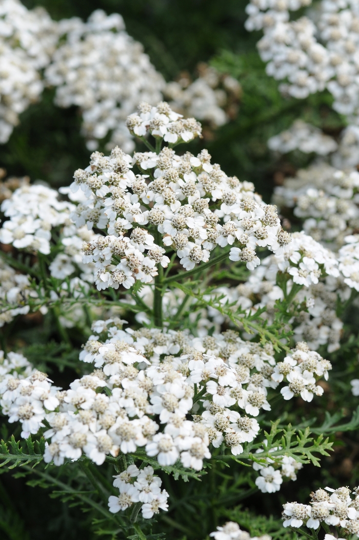 New Vintage™ White - Achillea millefolium ''White'' Balvinwit PP25711 (Yarrow) from Blanchard Blossoms