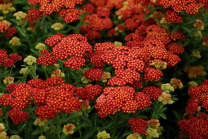 Seduction Strawberry Yarrow - Achillea millefolium ''Seduction Strawberry'' PP18401 (Yarrow) from Blanchard Blossoms