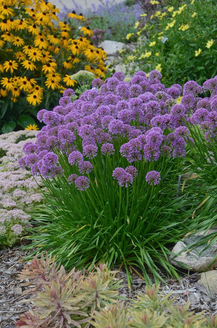 Millenium Ornamental Onion - Allium ''Millenium'' (Ornamental Onion) from Blanchard Blossoms